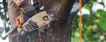 Best Tree Preservation Services  in Forest Hills, MI