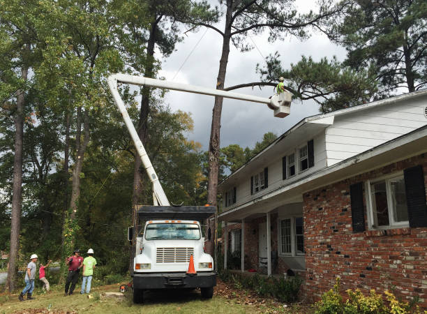 Best Tree Trimming and Pruning  in Forest Hills, MI