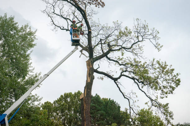 Best Fruit Tree Pruning  in Forest Hills, MI