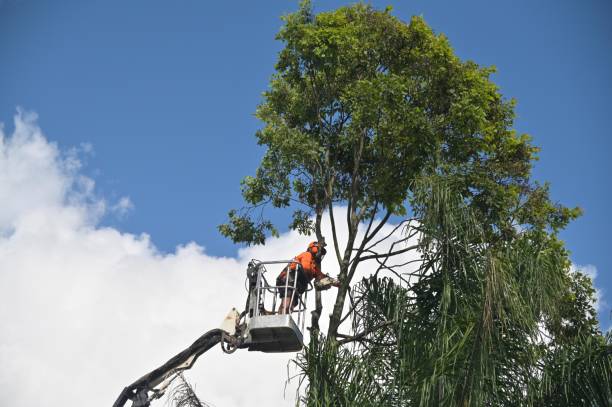 Best Stump Grinding and Removal  in Forest Hills, MI